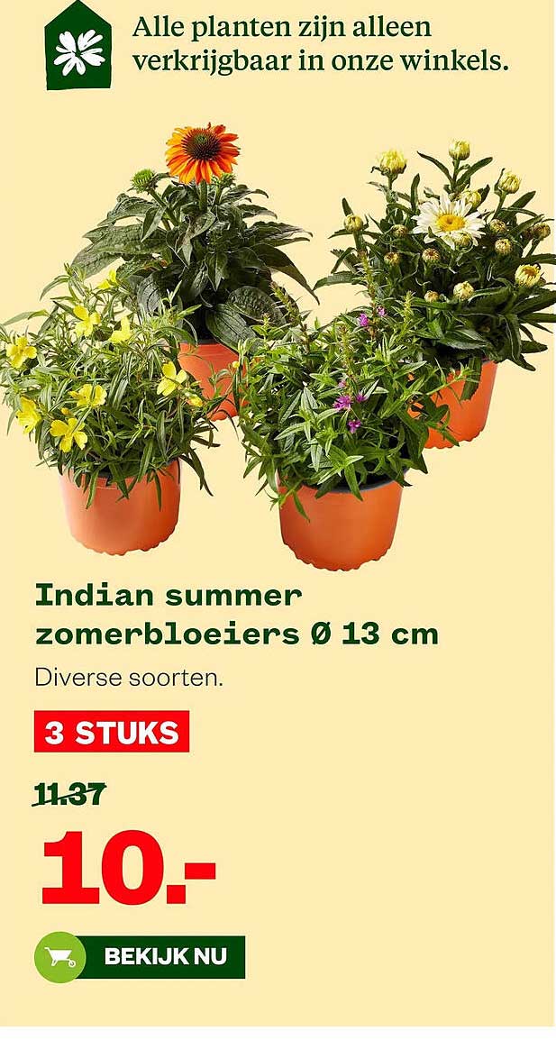 Indian summer zomerbloeiers Ø 13 cm 3 STUKS