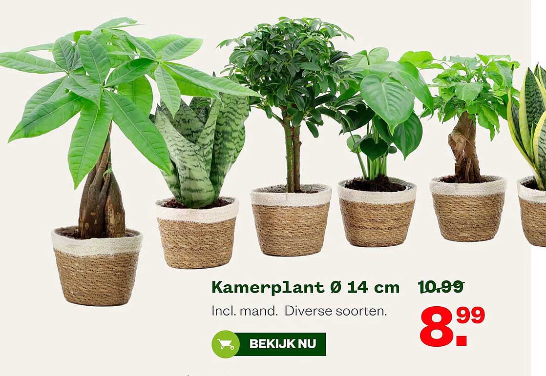 Kamerplant Ø 14 cm