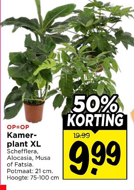 Kamerplant XL Schefflera, Alocasia, Musa of Fatsia. Potmaat: 21 cm. Hoogte: 75-100 cm 50% KORTING
