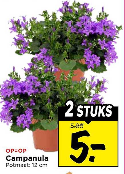OP=OP Campanula Potmaat: 12 cm 2 STUKS