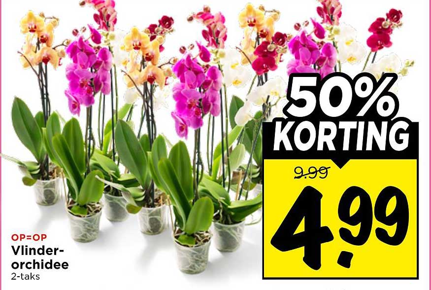 OP=OP Vlinder-orchidee 2-taks 50% KORTING