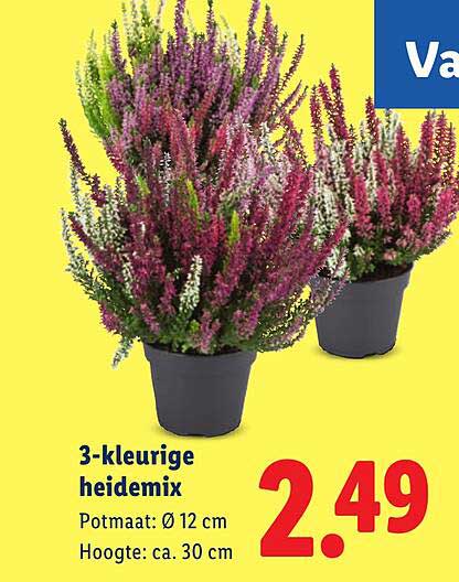 3-kleurige heidemix