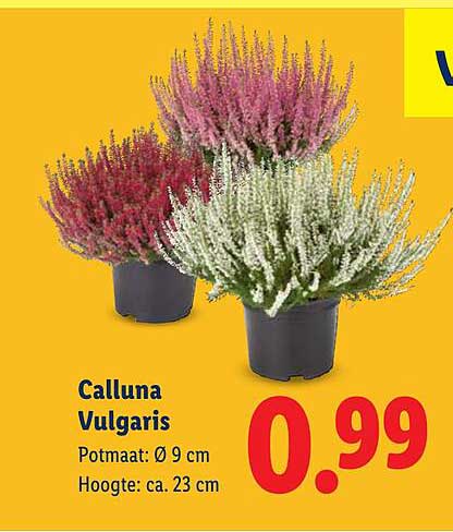 Calluna Vulgaris