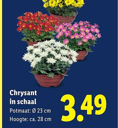 Chrysant in schaal