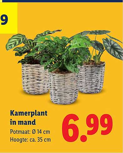 Kamerplant in mand