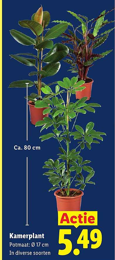 Kamerplant