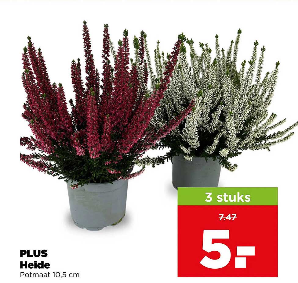 PLUS Heide Potmaat 10,5 cm 3 stuks