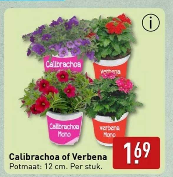 Calibrachoa of Verbena