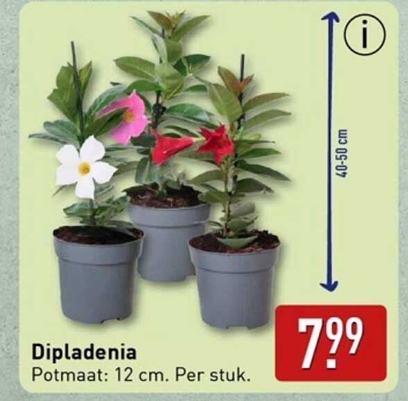 Dipladenia