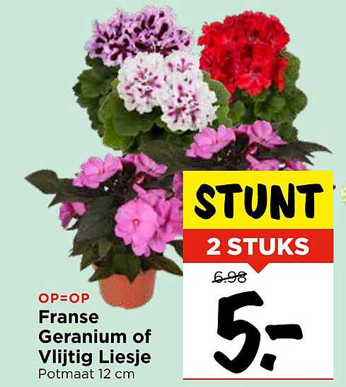 Franse Geranium of Vlijtig Liesje