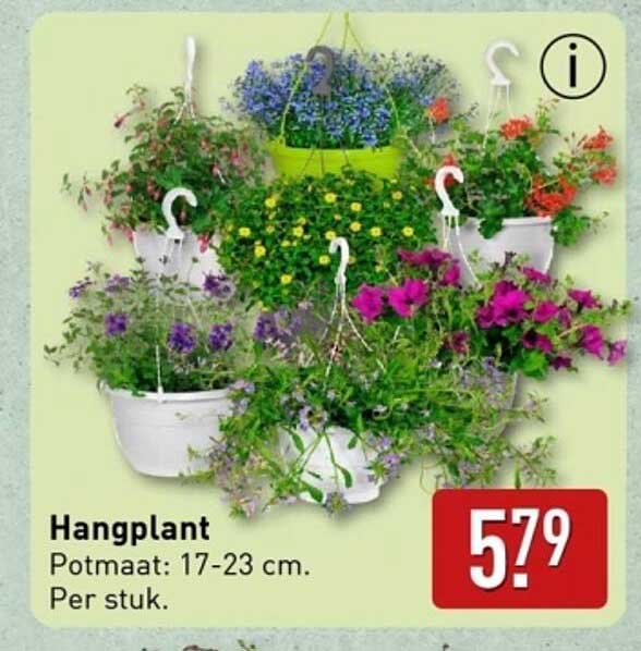 Hangplant