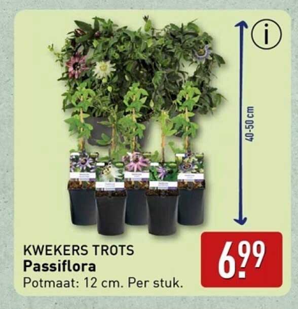 KWEKERS TROTS Passiflora