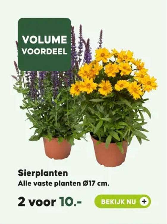 Sierplanten Alle vaste planten Ø17 cm. 2 voor 10.-