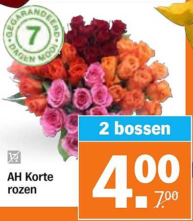 AH Korte rozen