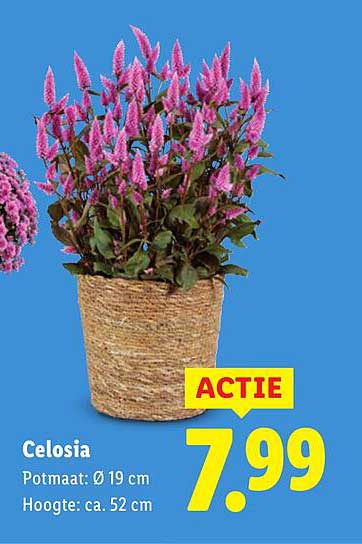 Celosia