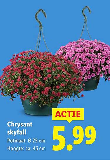 Chrysant skyfall