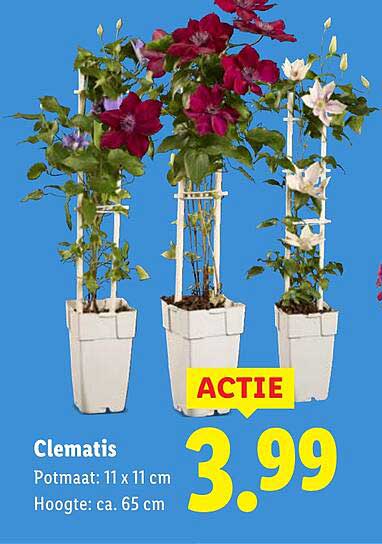 Clematis