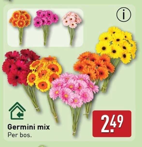 Germini mix
