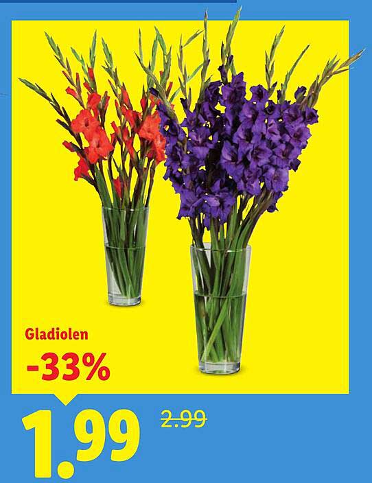 Gladiolen