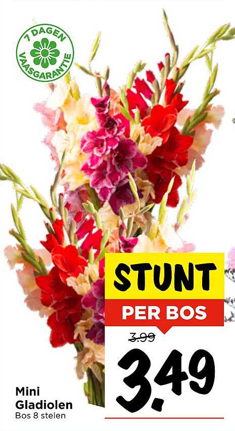 Mini Gladiolen Bos 8 stelen