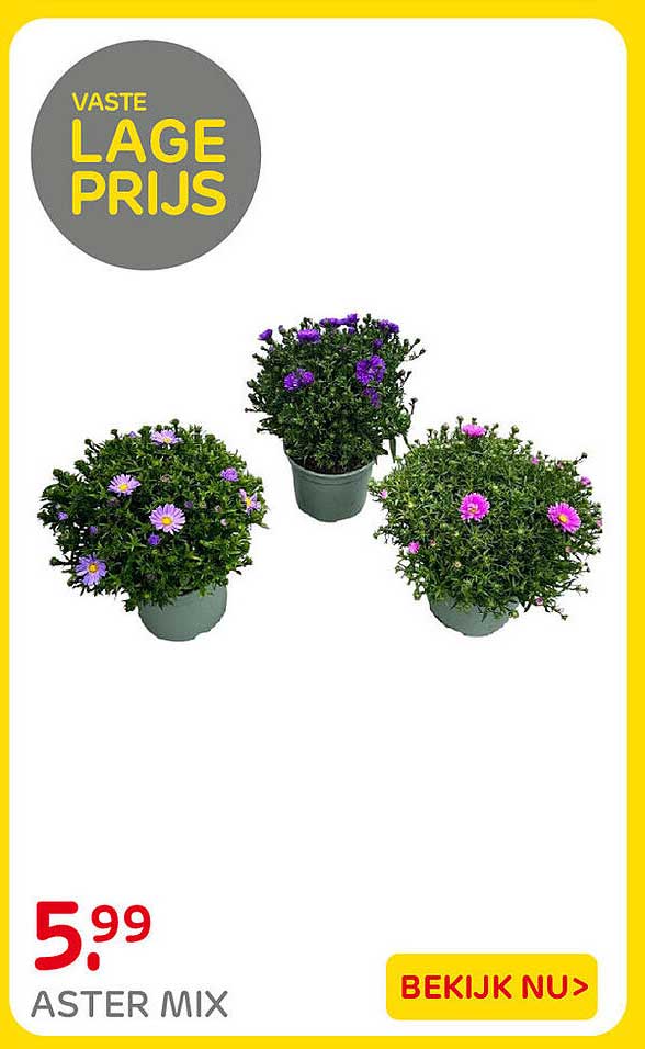 ASTER MIX