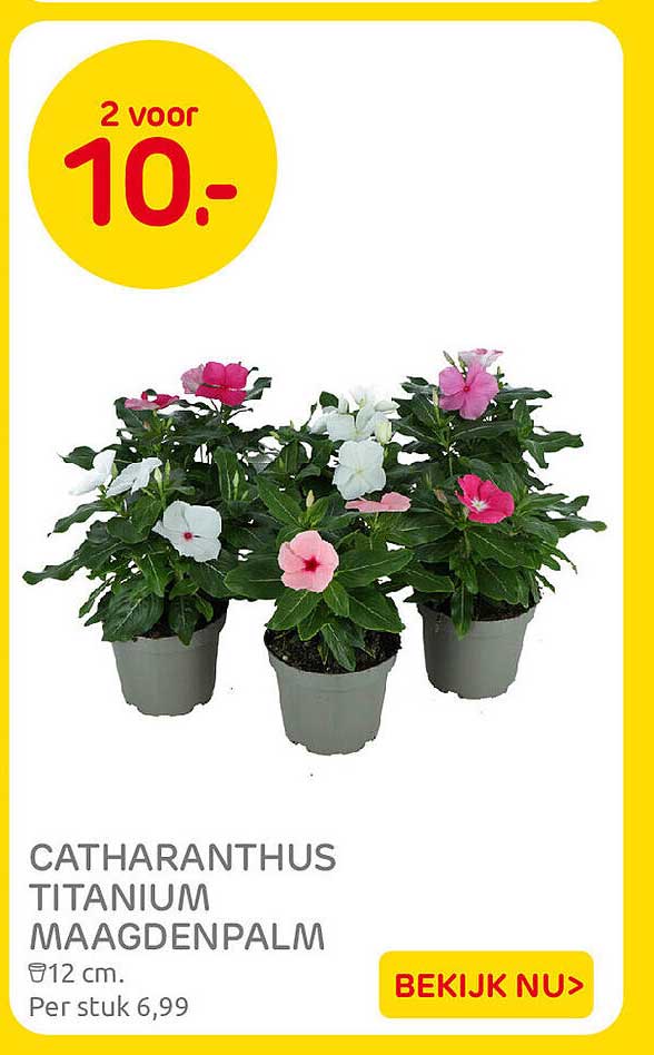 CATHARANTHUS TITANIUM MAAGDENPALM 2 voor 10.-