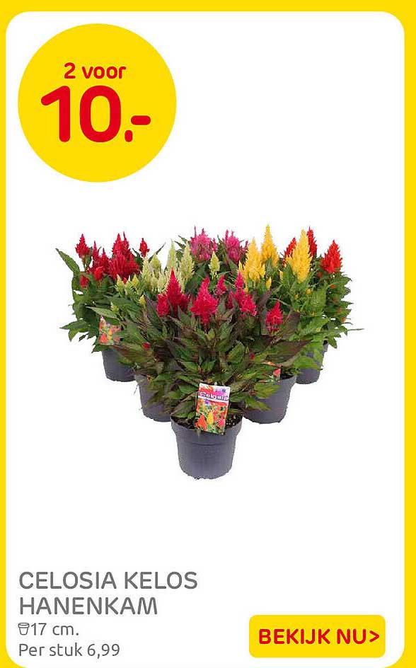 CELOSIA KELOS HANENKAM 2 voor 10.-