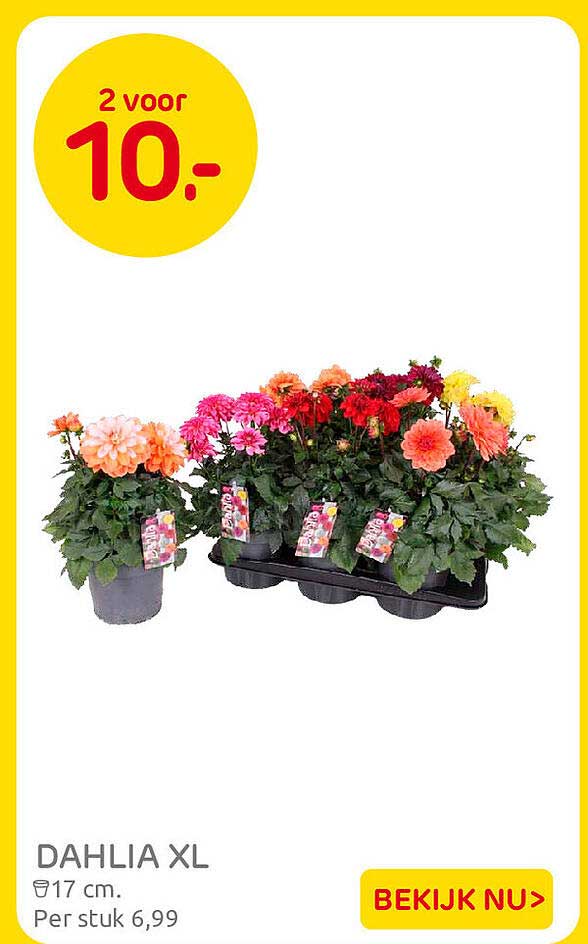 DAHLIA XL 17 cm. 2 voor 10-