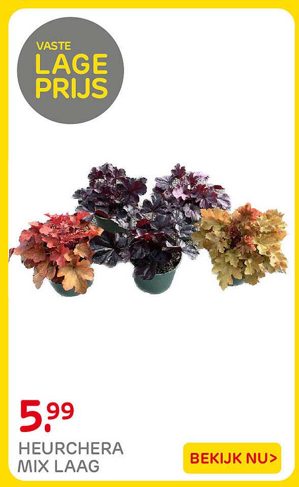 HEUCHERA MIX LAAG