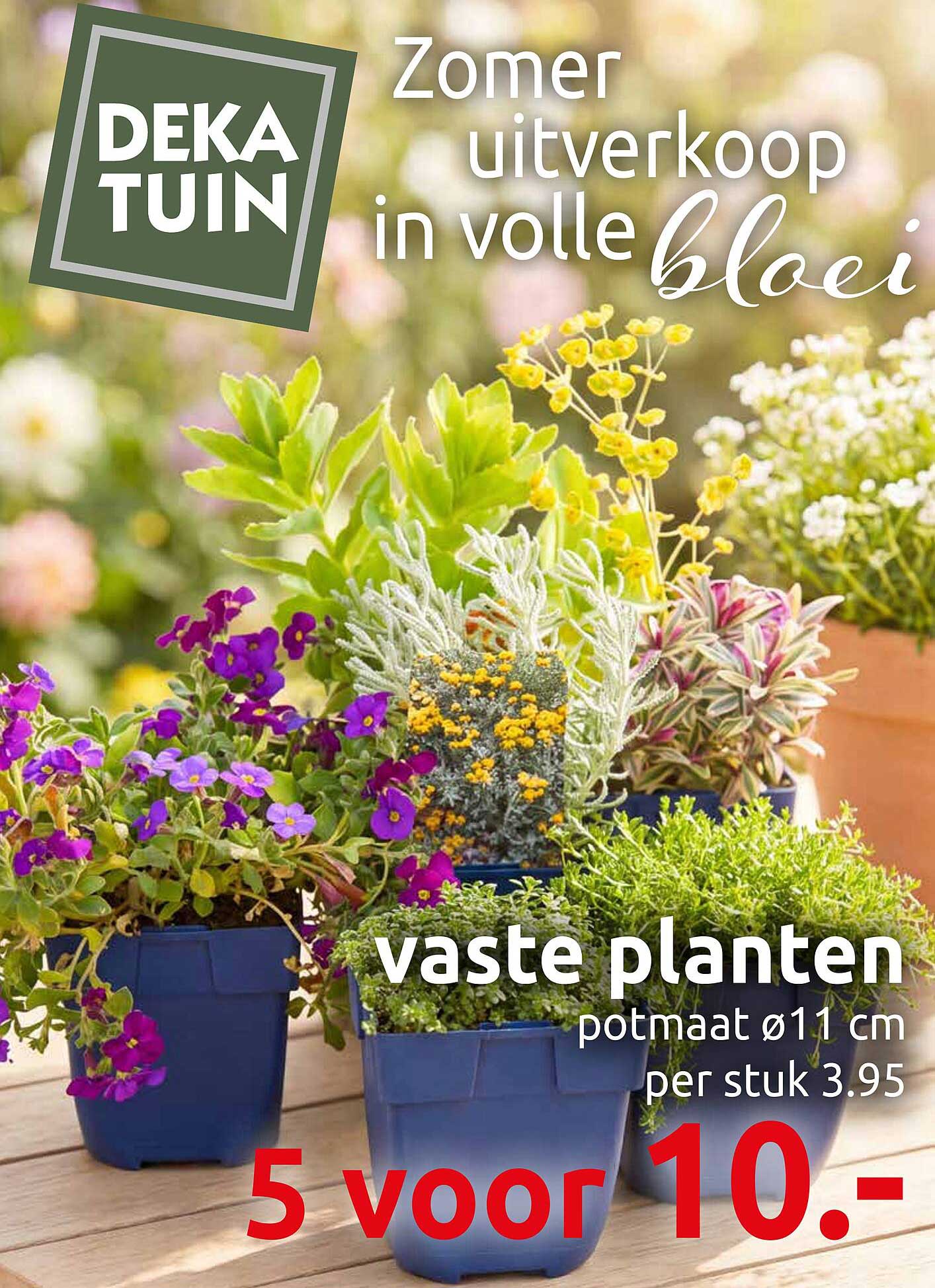 vaste planten potmaat ø11 cm per stuk 3.95 5 voor 10.-