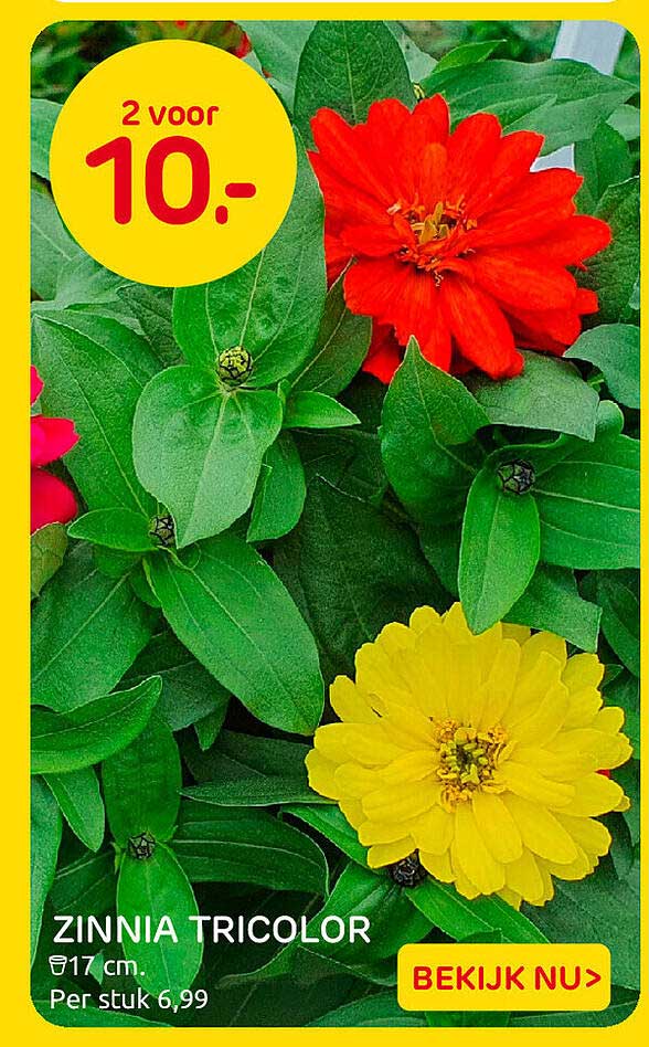 ZINNIA TRICOLOR 2 voor 10.-