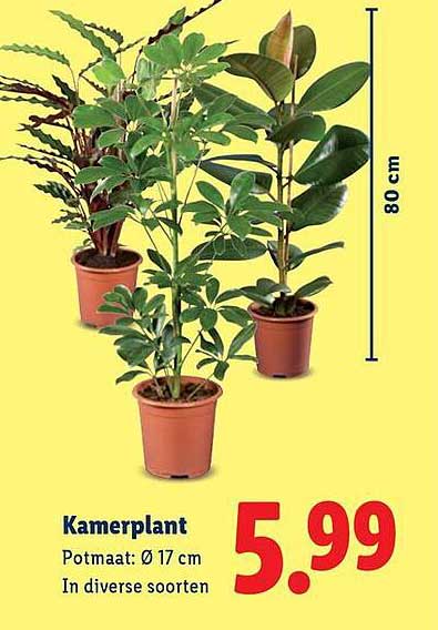 Kamerplant