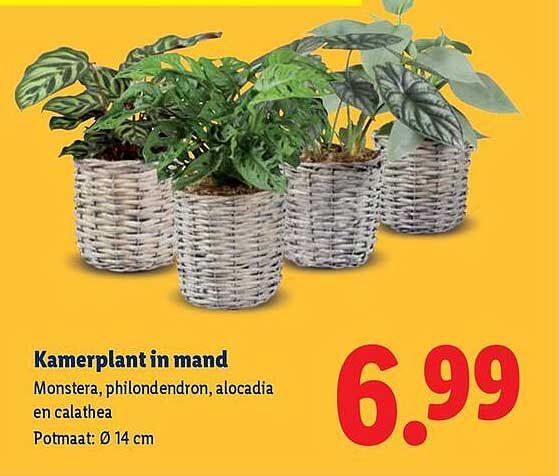 Kamerplant in mand