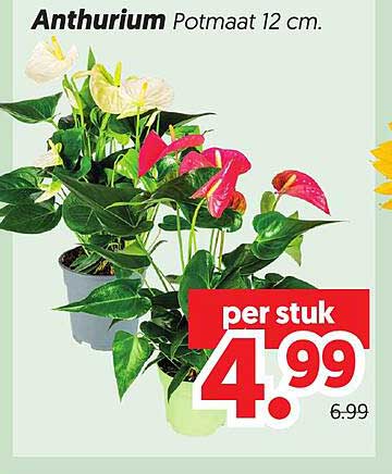 Anthurium Potmaat 12 cm.