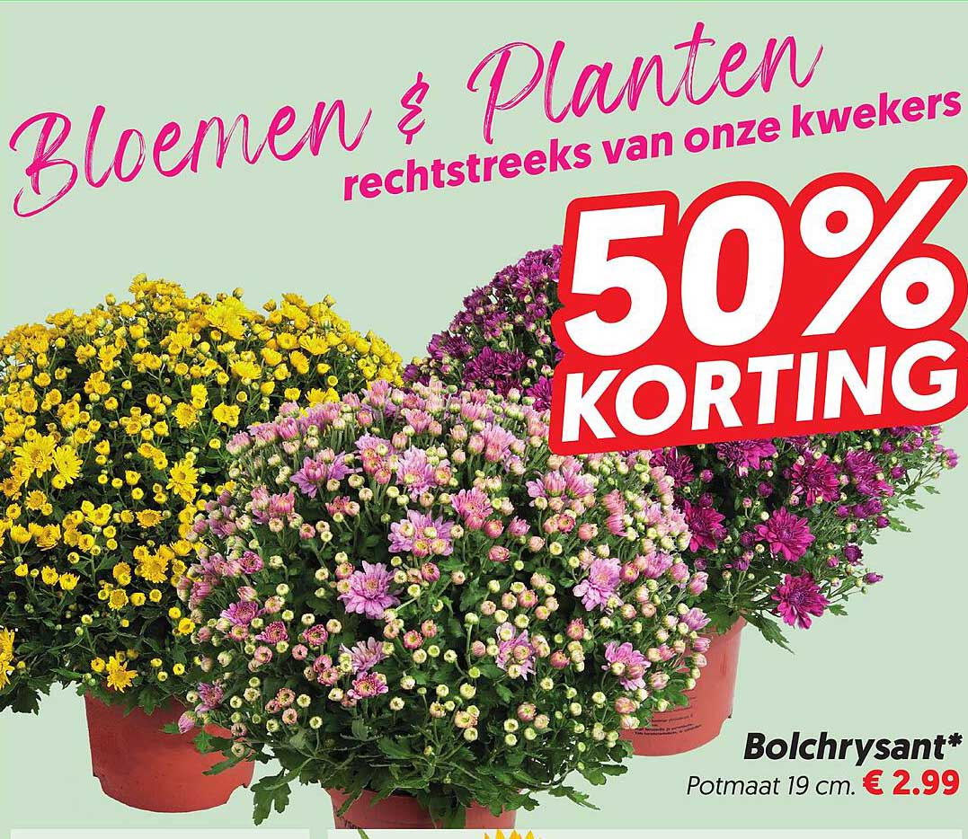 Bloemen & Planten rechtstreeks van onze kwekers 50% KORTING