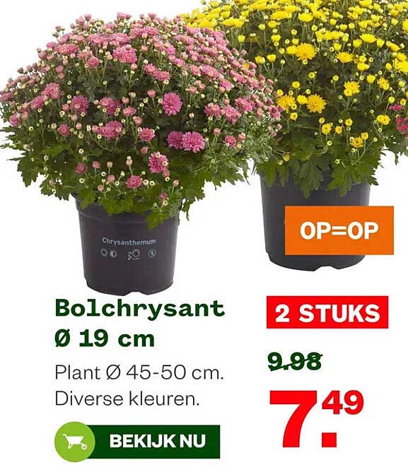 Bolchrysant Ø 19 cm 2 stuks OP=OP