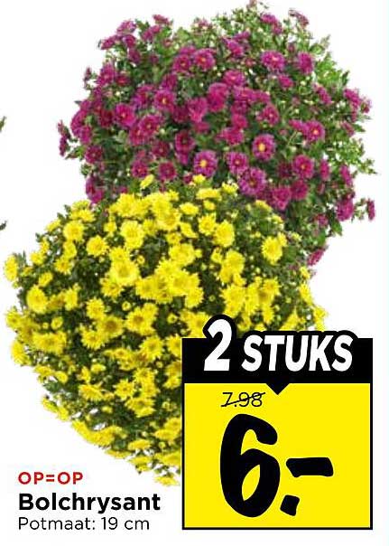 Bolchrysant Potmaat: 19 cm 2 STUKS