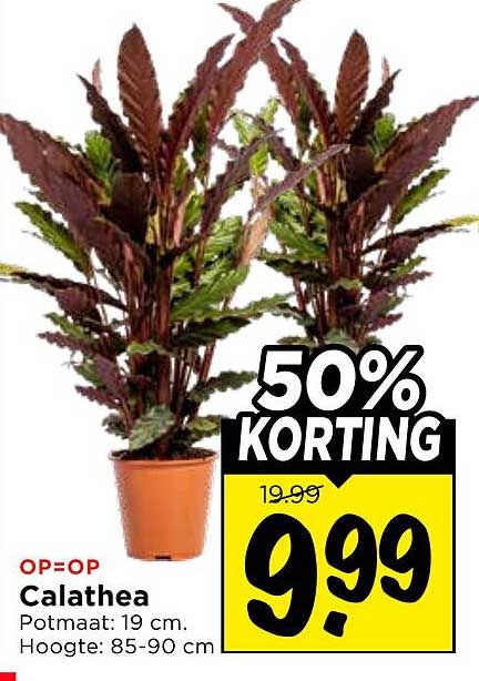 Calathea 50% KORTING