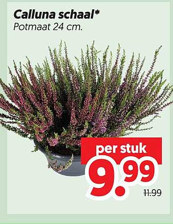 Calluna schaal* Potmaat 24 cm.