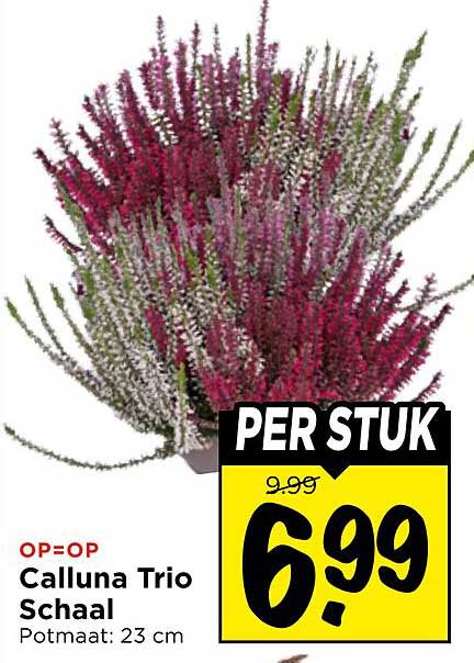 Calluna Trio Schaal