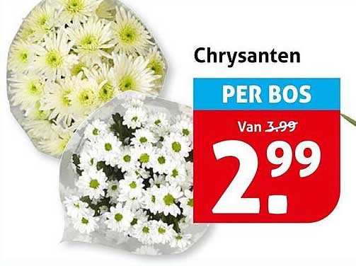 Chrysanten PER BOS
