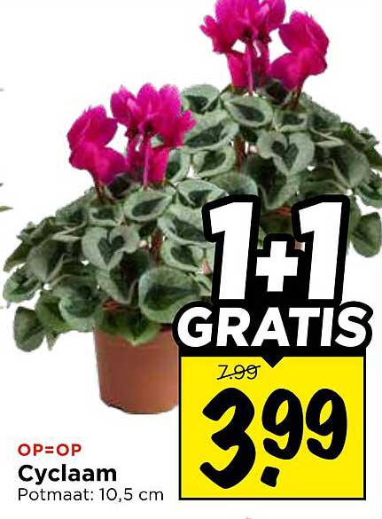 Cyclaam Potmaat: 10,5 cm 1+1 GRATIS