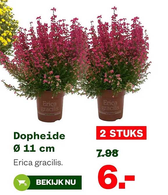 Dopheide Ø 11 cm Erica gracilis. 2 STUKS