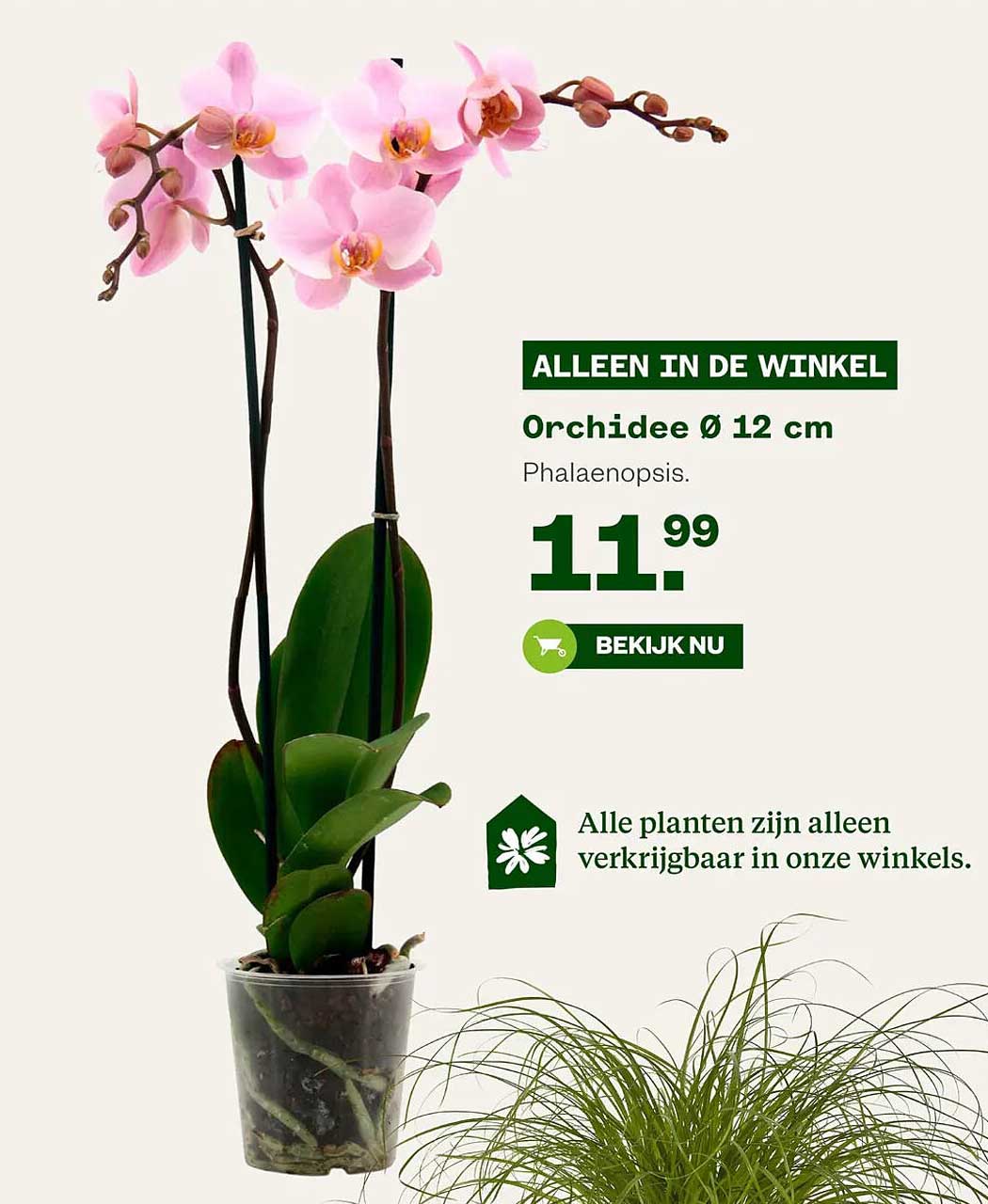 Orchidee Ø 12 cm