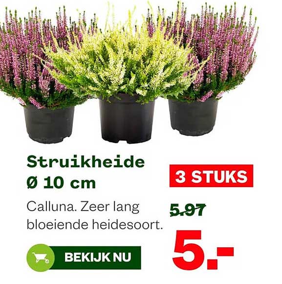 Struikheide Ø 10 cm 3 STUKS