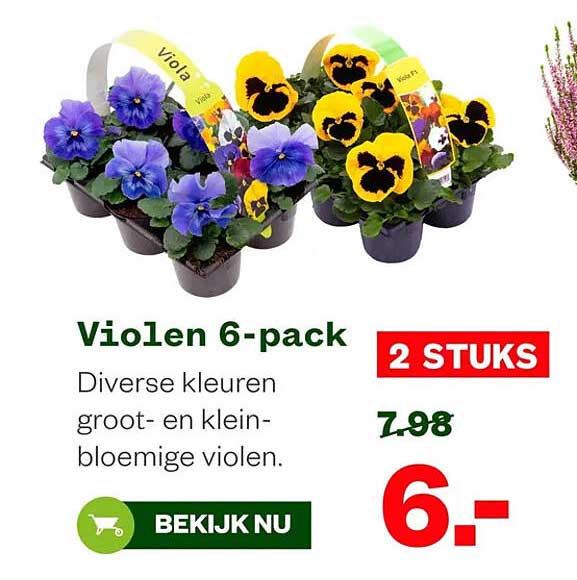 Violen 6-pack 2 STUKS