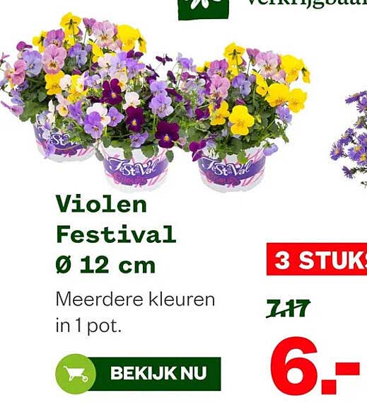 Violen Festival Ø 12 cm Meerdere kleuren in 1 pot. 3 STUKS