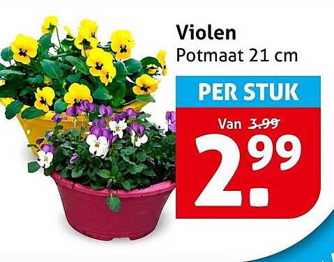 Violen Potmaat 21 cm PER STUK
