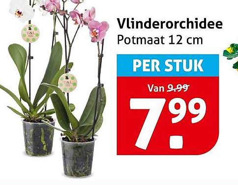 Vlinderorchidee Potmaat 12 cm PER STUK