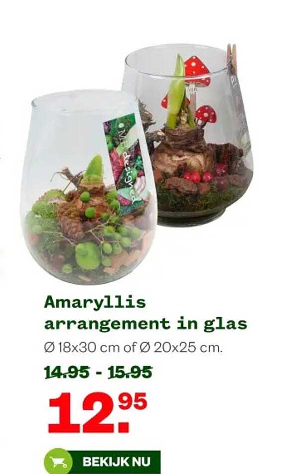 Amaryllis arrangement in glas